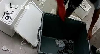 嚇人 高溫致蛇蛋孵化 托運行李中鉆出11條眼鏡蛇