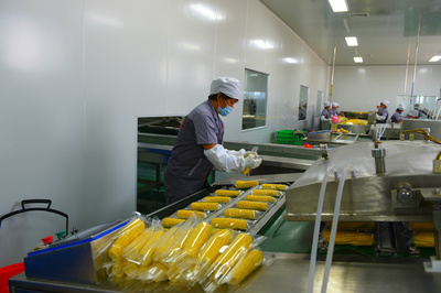 琿春 “企業(yè)+農(nóng)戶(hù)”訂單農(nóng)業(yè)助力鄉(xiāng)村振興 互聯(lián)網(wǎng)銷(xiāo)售拓寬致富路